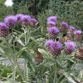 6 x Cynara Cardunculus - Kardoen pot 9x9 cm- Imposante Distelachtige