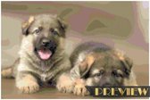 DP® Diamond Painting pakket volwassenen - Afbeelding: Herder Pups - 30 x 45 cm volledige bedekking, vierkante steentjes - 100% Nederlandse productie! - Cat.: Dieren - Honden