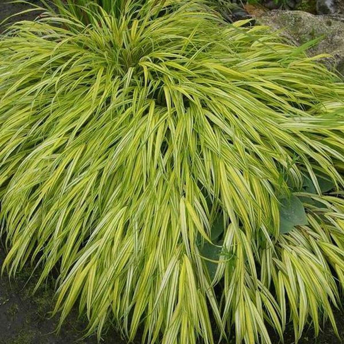 6 x Hakonechloa Macra 'Aureola' pot 9x9cm - Geelbont Hakonegras
