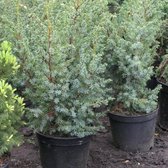 Juniperus Chinensis 'Blue Alps' - Jeneverbes 25-30 cm in pot