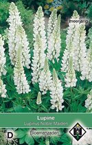 Van Hemert & Co - Lupine Noble Maiden (Lupinus)