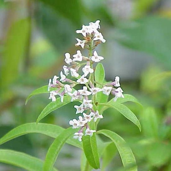6 x Aloysia Triphylla (= LIPPIA) - Citroenverbena pot 9x9cm