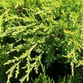 Juniperus Pfitzeriana 'Mint Julep' - Jeneverbes 25-30 cm pot