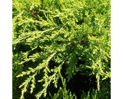 Juniperus Pfitzeriana 'Mint Julep' - Jeneverbes 25-30 cm pot