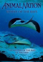 Riddle Of The Rays