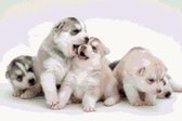 DP® Diamond Painting pakket volwassenen - Afbeelding: Siberische Husky Pups - 40 x 60 cm volledige bedekking, vierkante steentjes - 100% Nederlandse productie! - Cat.: Dieren - Honden