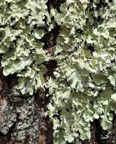 School Composition Book Moss Tree Bark