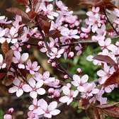 Prunus cerasifera 'Nigra' - Kerspruim - 14-16 cm stamomtrek in pot: Imposante kerspruim met donkere bladeren en lente bloesem.