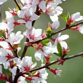 Prunus Tomentosa - Sierkers 25-30 cm pot