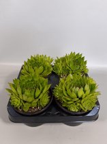 Sempervivum fel groen (rotsplanten) 4 stuks