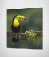 Toucan Canvas