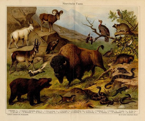 Noord Amerikaanse dieren: Vergrote reproductie van Nearctische Fauna door Kaartcadeau.com