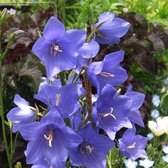 6 x Campanula Persicifolia 'Telham Beauty' - Breedbladig Klokje pot 9x9cm - Blauwe bloemen, lange bloeiperiode, geschikt voor borders