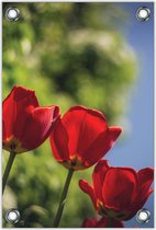 Tuinposter Rode Tulpen Ingezoomd 80x120cm- Foto op Tuinposter (wanddecoratie voor buiten en binnen)