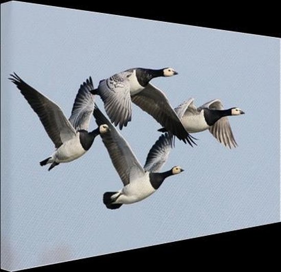 Quatre oies dans l'air Toile 120x80 cm - Tirage photo sur toile (Décoration murale salon / chambre) / Peintures sur toile Animaux