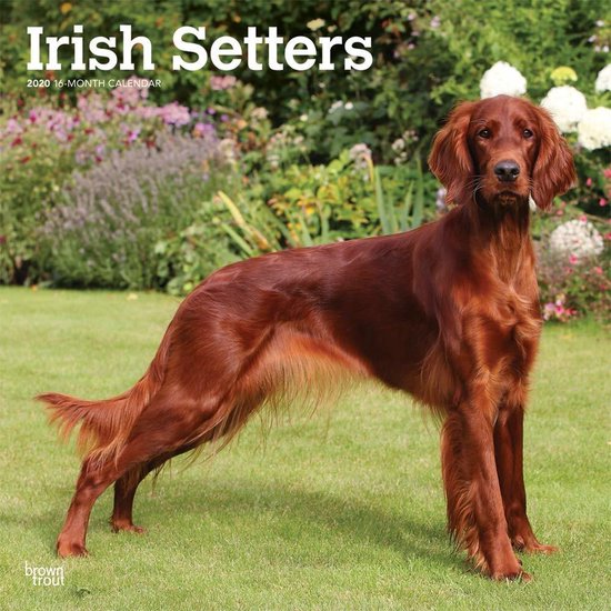 Irish Setter Calendar 2024 Buy Order Easily Online, 54% OFF