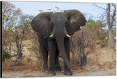 Dibond – Etende Olifant– 60x40 Foto op Aluminium (Wanddecoratie van metaal)