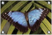 Tuinposter –Blauw / Zwarte Vlinder– 90x60 Foto op Tuinposter (wanddecoratie voor buiten en binnen)