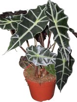 Gardenmarketplace Kamerplanten Alocasia amazonica (Skeletplant), 35cm hoog