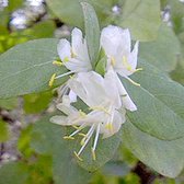 Lonicera Fragrantissima - Winterkamperfoelie  40-50 cm pot