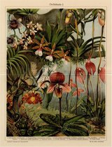 Orchideën I, mooie vergrote reproductie van een oude plaat met Orchideën uit ca 1920