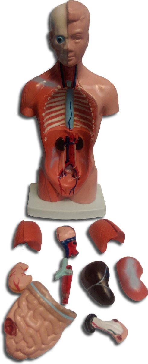 Torso menselijk lichaam met uitneembare organen - Anatomisch model - 26 cm  hoog | bol.com