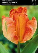 50 x Tulp Orange Favourit