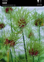 25 x Allium Vineale Hair