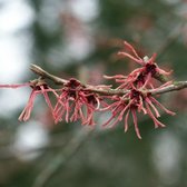 Hamamelis Intermedia 'Ruby Glow' - Toverhazelaar - 40-60 cm pot: Struik met roodachtige bloemen in de winter, zeer opvallend.