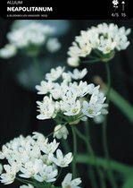 50 x Allium Neapolitanum