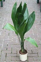 Gardenmarketplace Kamerplanten Aspidistra elatior (Kwartjesplant), 70 tot 80cm