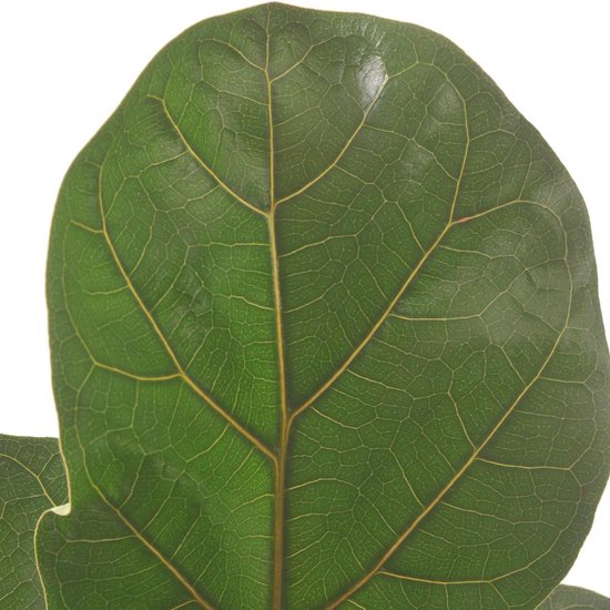 Groot blad Ficus (Ficus lyrata) - plant is 30 cm hoog - per 2 stuks |  bol.com