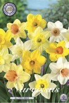 Narcis All Types Mixed Trompet Narcis 6 bloembollen bolmaat 14/16