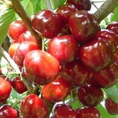 Prunus Avium 'Bigarreau Napoleon' - Kers - Struik in pot