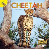 African Animals - Cheetah
