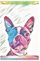 Boston Terrier