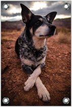 Tuinposter – Rustende Hond– 80x120cm Foto op Tuinposter (wanddecoratie voor buiten en binnen)