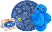 Staph (Staphylococcus Aureus)