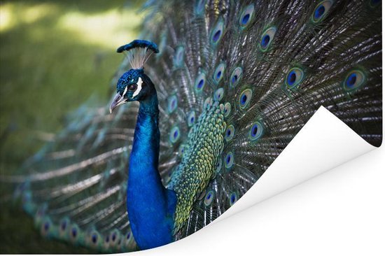 Poster Paon vert avec belle fourrure de plumes 90x60 cm - Tirage photo sur Poster (décoration murale salon / chambre)