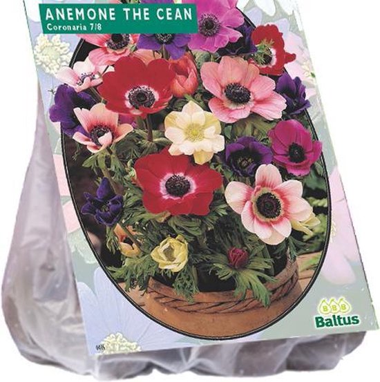 Anemone (Anemoon) bloembollen - The Caen Mix - 2 x 30 stuks | bol.com