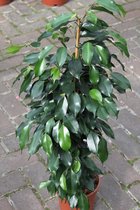 Gardenmarketplace Kamerplanten Ficus Benjamina  Treurvijg, Groot