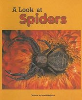A Look at Spiders