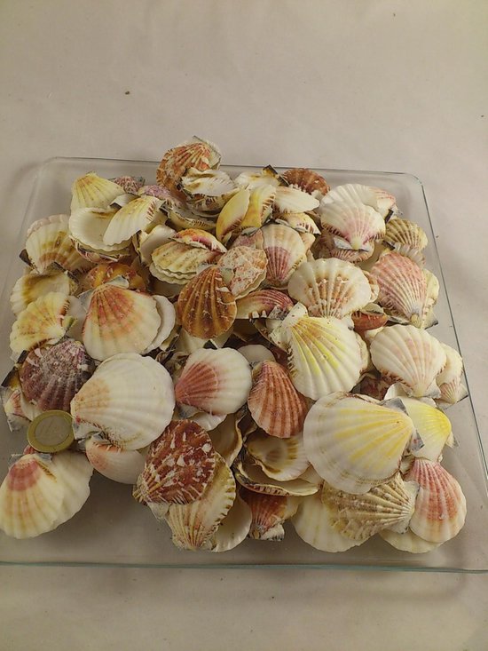 Schelpen Pecten Vexillum 3 5 Cm 1 Kg Bol Com