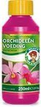 Wilma Orchid 250 ml