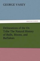 Delineations of the Ox Tribe the Natural History of Bulls, Bisons, and Buffaloes. Exhibiting All the Known Species and the More Remarkable Varieties o