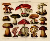 Paddenstoelen II, mooie vergrote reproductie van een oude plaat met giftige paddendstoelen uit ca 1920