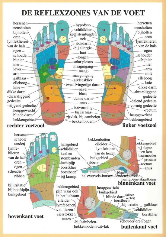 van Baarle - Het menselijk lichaam - anatomie poster voetreflexzones (Nederlands, gelamineerd, A2)