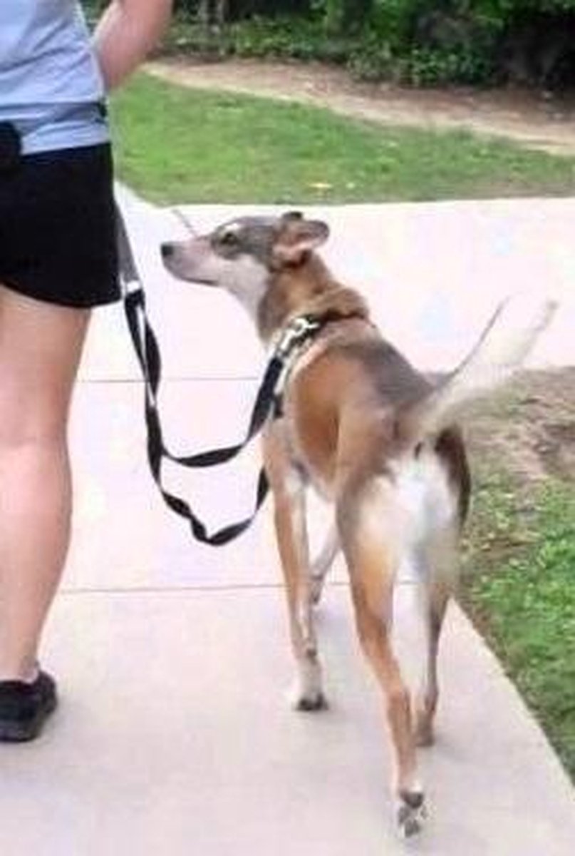 tank Kenia Milieuactivist Hondenriem om handsfree met hond te wandelen of hard te lopen | bol.com