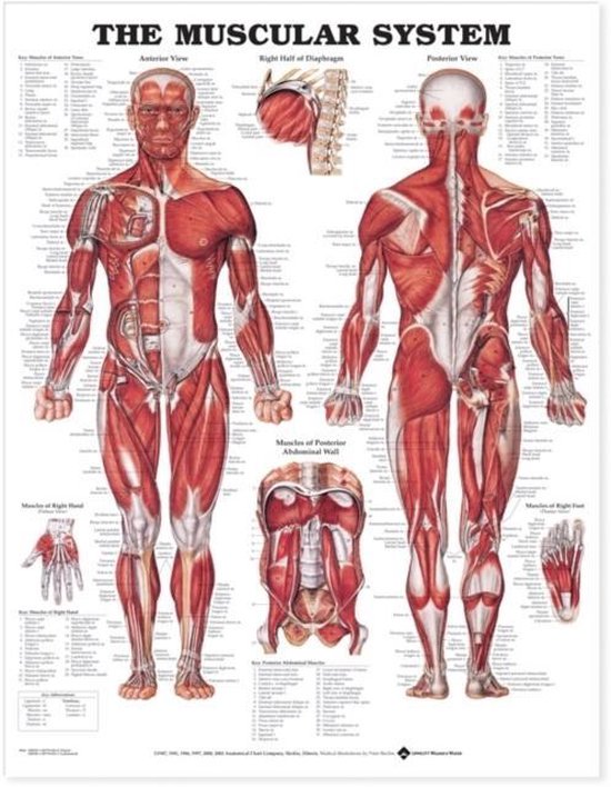 Muscular System Chart Laminated