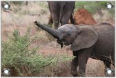 Tuinposter –Vrolijke Kleine Olifant– 60x40 Foto op Tuinposter (wanddecoratie voor buiten en binnen)